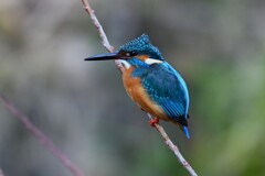 K川中流域・カワセミ♂