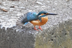 用水路・カワセミ♂羽伸ばし