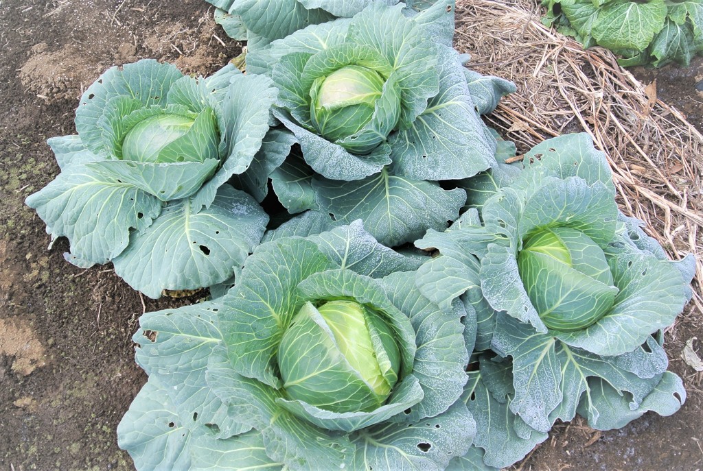 凍り付いたキャベツ