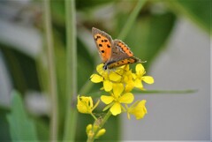 菜の花・ベニシジミ