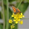 菜の花・ベニシジミ