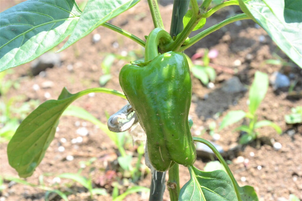 初生りピーマン