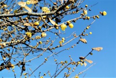 ちらほらとほころびを見せる