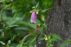 用水路・一輪開花ホタルブクロ