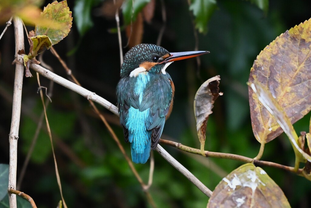 用水路・カワセミ♀若撮影三昧 