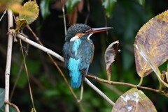 用水路・カワセミ♀若撮影三昧 