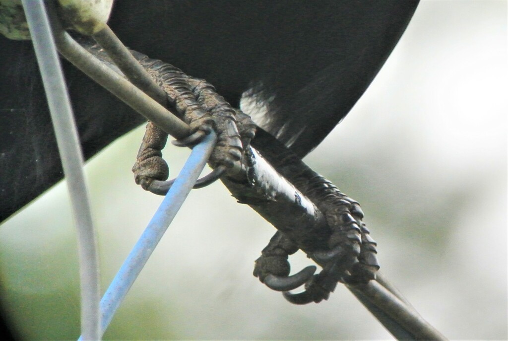 ハシボソガラスの足