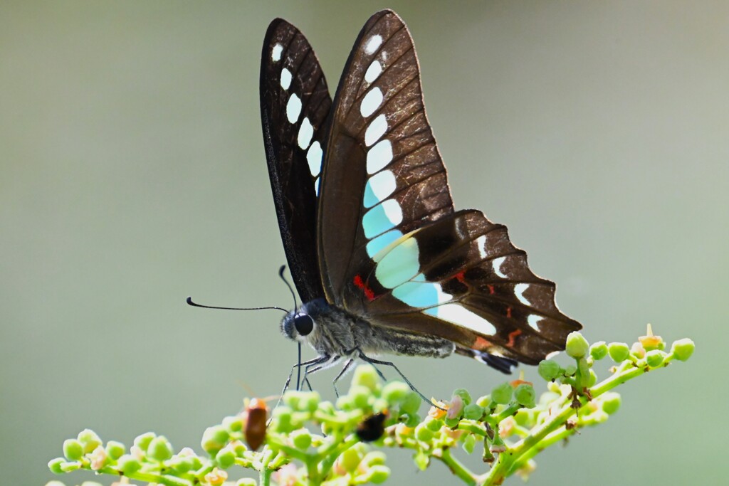 アオスジアゲハ