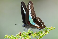 アオスジアゲハ