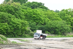 A公園の森にオオルリは来るか・・