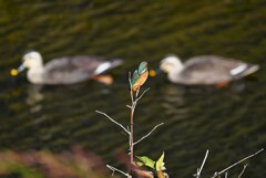 Ｋ川中流域・カワセミ♀若、気になるカルガモ