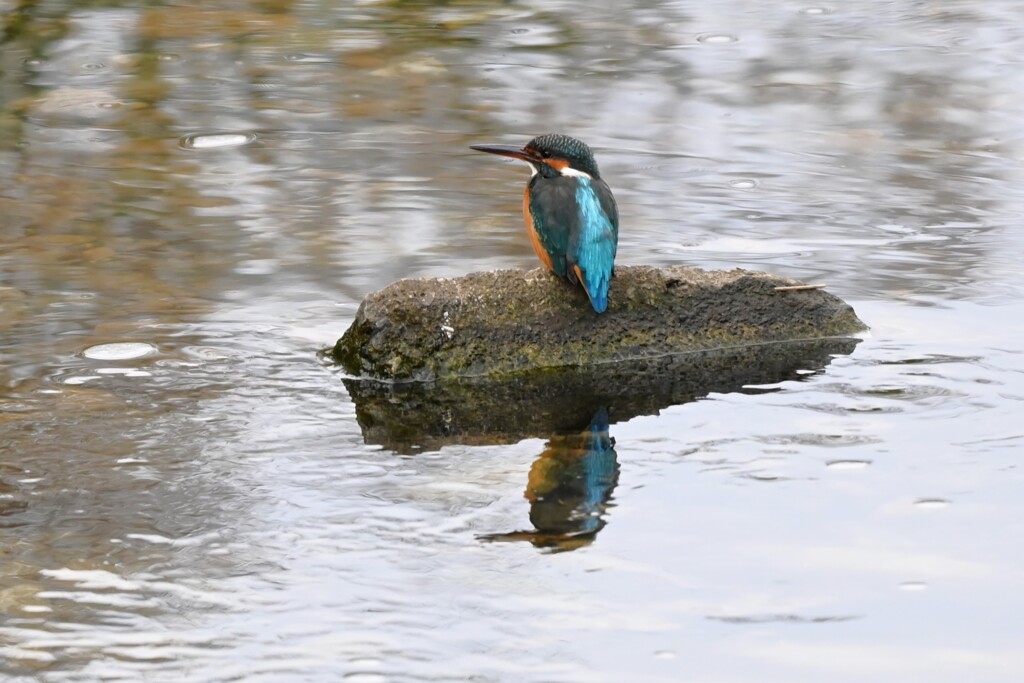 K川上流域・カワセミ♀若