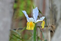 ジャーマンアイリス