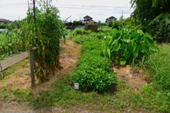 菜園・草取り後のラッカセイ