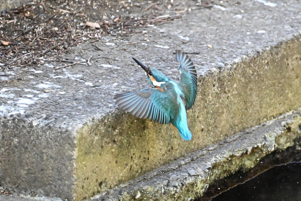 用水路・カワセミ♂水浴び