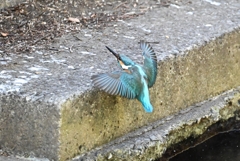 用水路・カワセミ♂水浴び