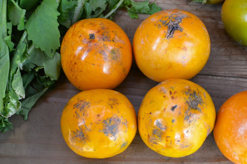 菜園・豪農のお友達から頂いた百目柿