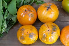 菜園・豪農のお友達から頂いた百目柿