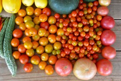 菜園・7月29日の収穫 (ミニトマトなど)