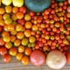菜園・7月29日の収穫 (ミニトマトなど)