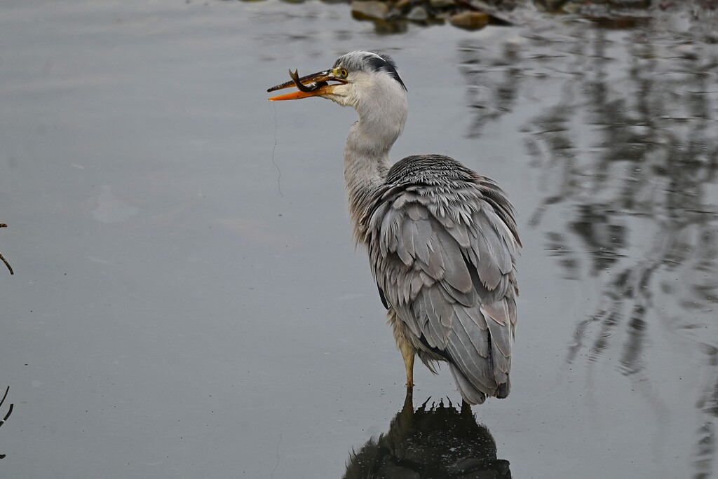 Ｋ川中流域・アオサギ捕った魚を食べる