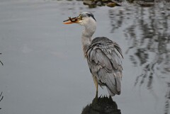 Ｋ川中流域・アオサギ捕った魚を食べる
