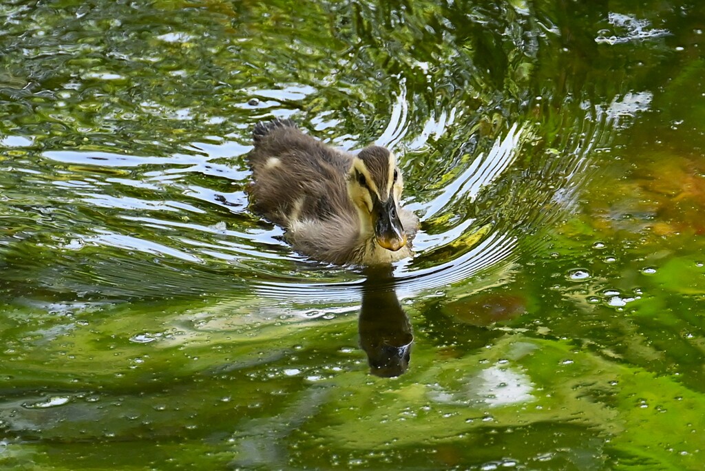 Ｋ川中流域・カルガモひな