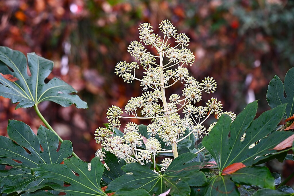 用水路・ヤツデのつぼみ