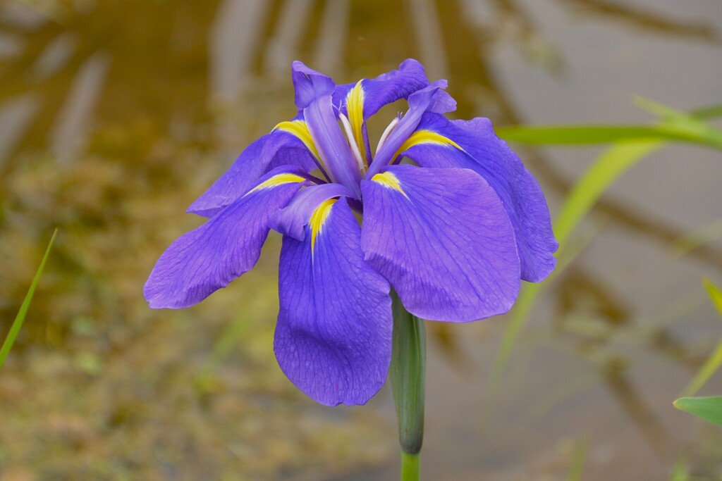 東村山菖蒲まつり・原種的な花菖蒲