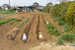 菜園・ジャガイモ、植込み施肥完了