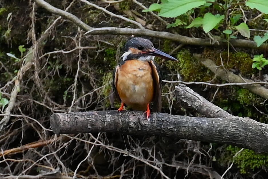 Ｋ川中流域・どこから来たのかカワセミ♀ 