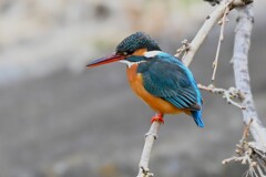 用水路・中流域のカワセミ♀