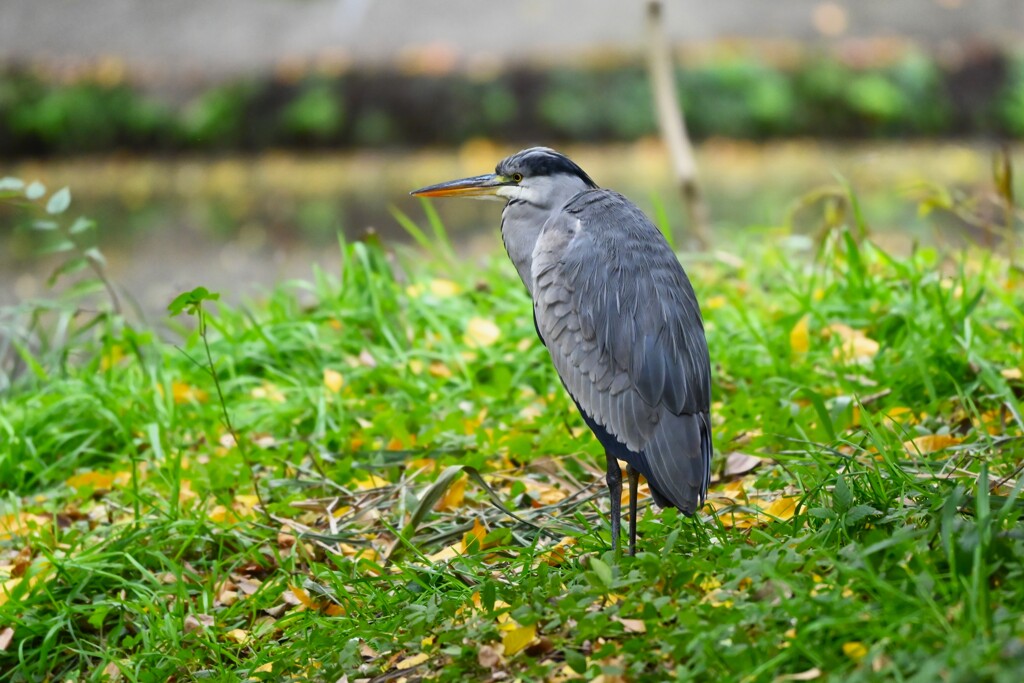 都内公園・寒そうなアオサギ