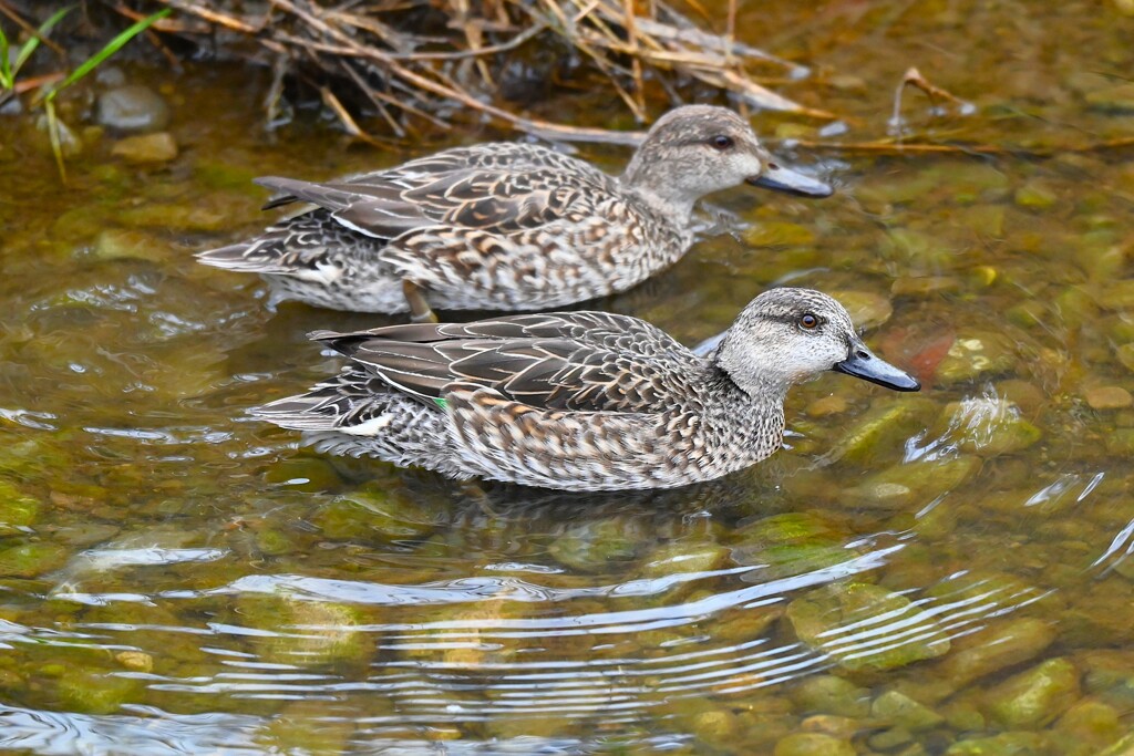 Ｋ川中流域・コガモ♀2羽