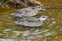 Ｋ川中流域・コガモ♀2羽