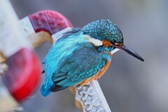 都内S川・カワセミ♂