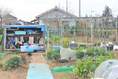 シーズンインを待つ単管ハヤトウリ棚