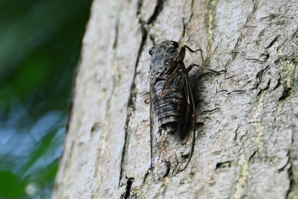 ツクツクボウシ