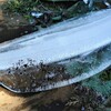 丸い桶の氷