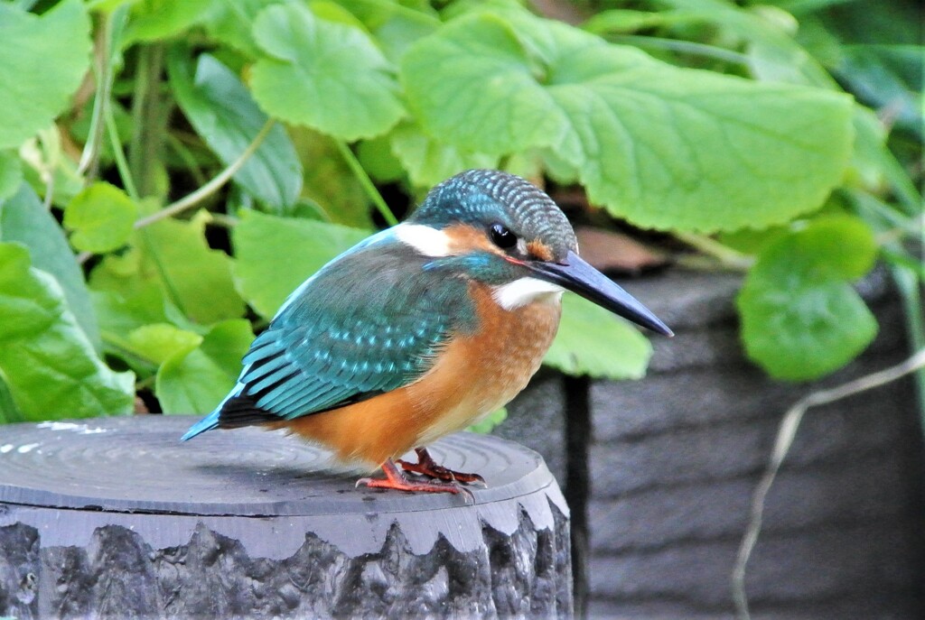 用水路に帰って来たカワセミ♂若