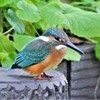 用水路に帰って来たカワセミ♂若