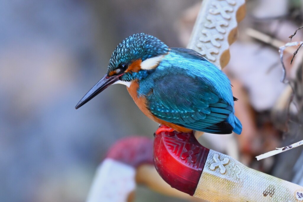 都内S川・カワセミ♂