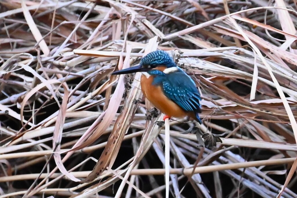 Ｋ川・中流域、いつものカワセミ♂