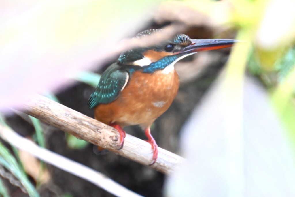 用水路・以前から棲みついているカワセミ♀
