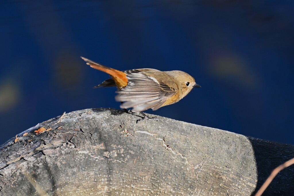 K川・ジョウビタキ♀