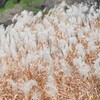 K川・枯れオバナ