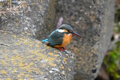K川下流域・カワセミ♀若 