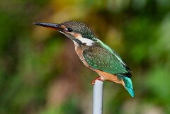 用水路・カワセミ♀若鳥 