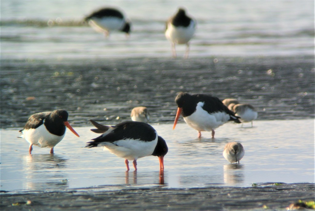 ミヤコドリたち