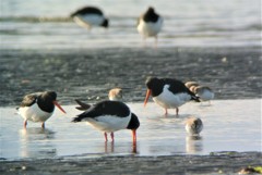 ミヤコドリたち